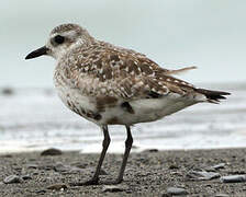 Grey Plover