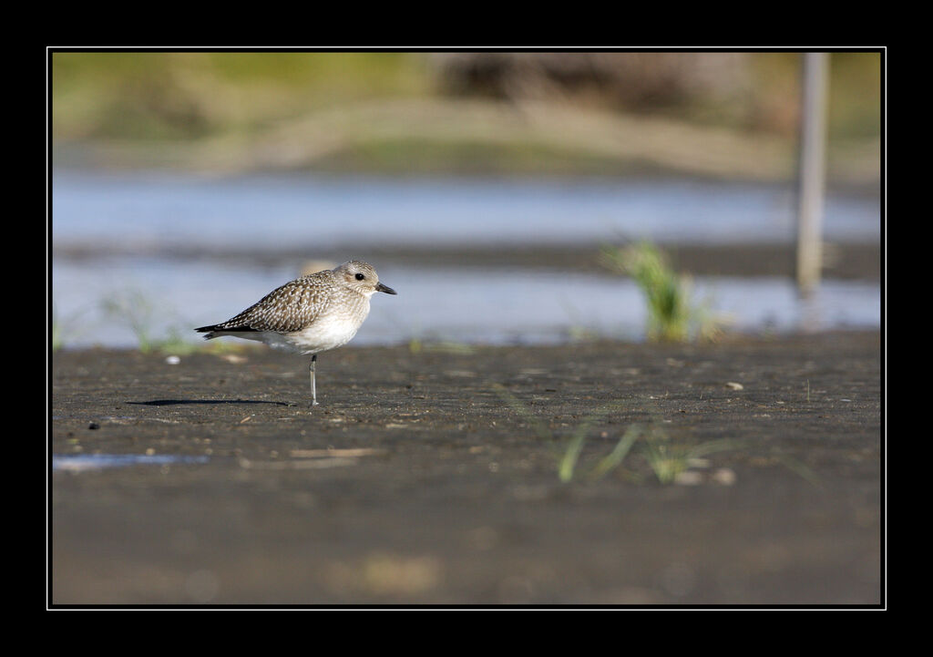 Grey Plover