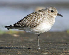 Grey Plover