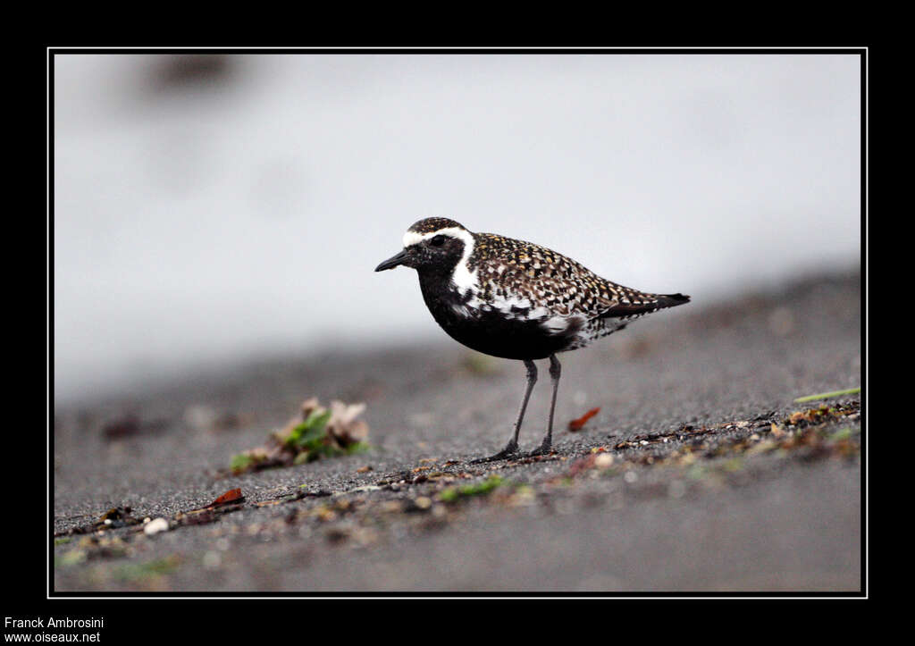 Pacific Golden Plover male adult breeding, habitat, pigmentation