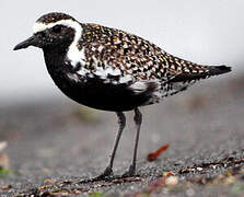 Pacific Golden Plover