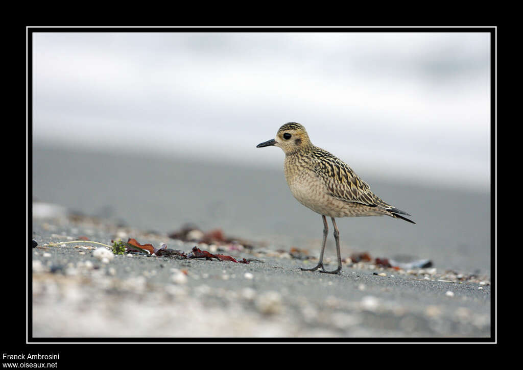 Pacific Golden Ploverjuvenile, identification