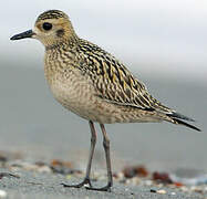 Pacific Golden Plover