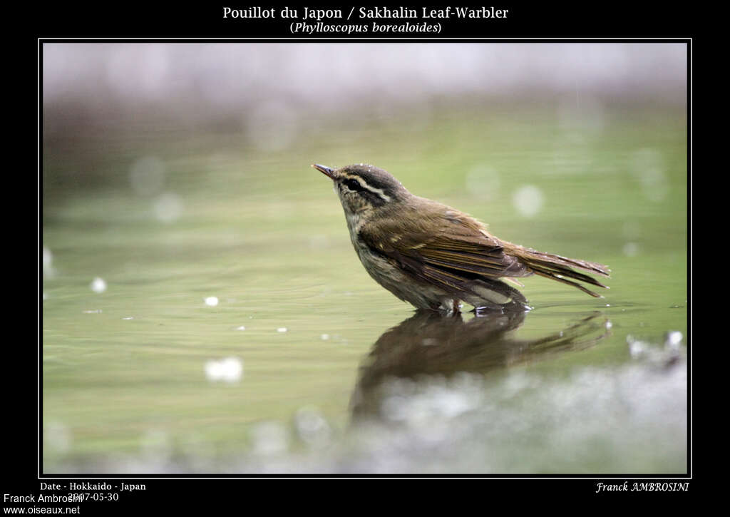 Pouillot du Japonadulte nuptial