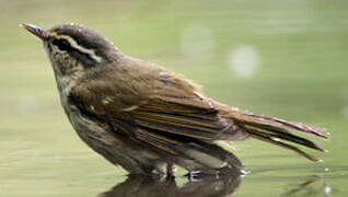 Sakhalin Leaf Warbler