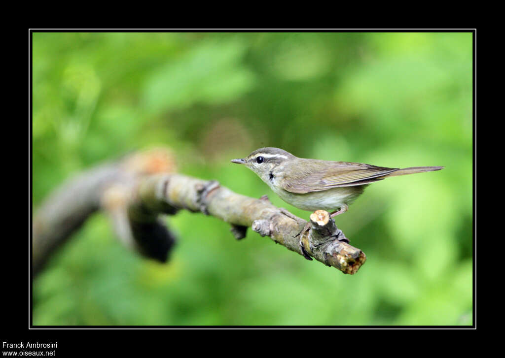 Sakhalin Leaf Warbleradult