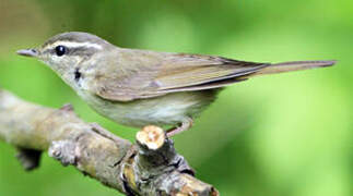 Sakhalin Leaf Warbler