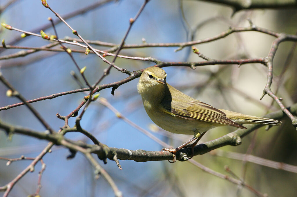 Willow Warbler