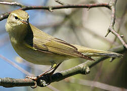 Willow Warbler