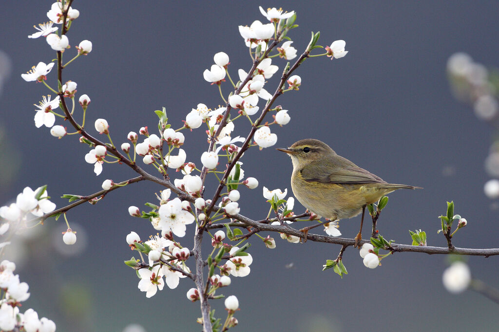 Common Chiffchaff