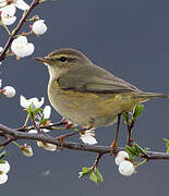 Common Chiffchaff