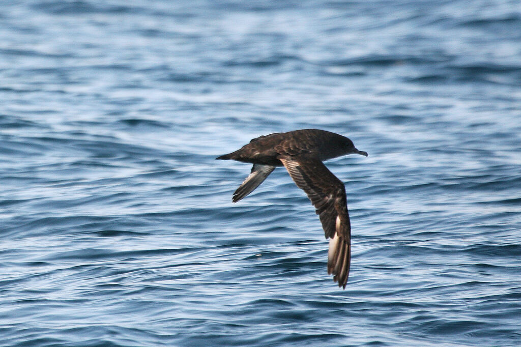 Sooty Shearwater