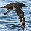 Puffin fuligineux