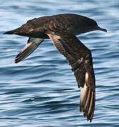 Sooty Shearwater