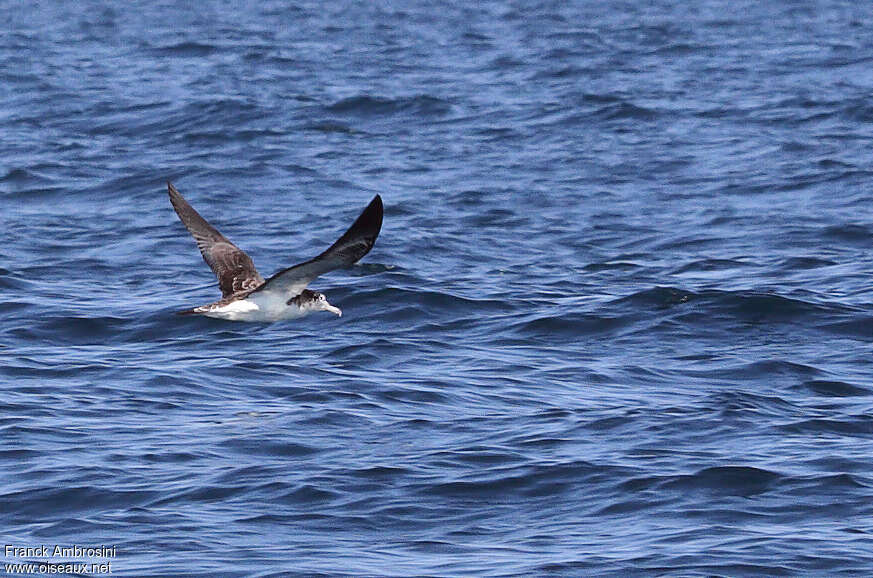 Puffin leucomèleadulte, Vol