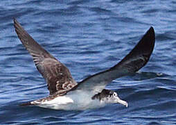 Streaked Shearwater