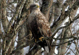 White-tailed Eagle