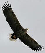 White-tailed Eagle