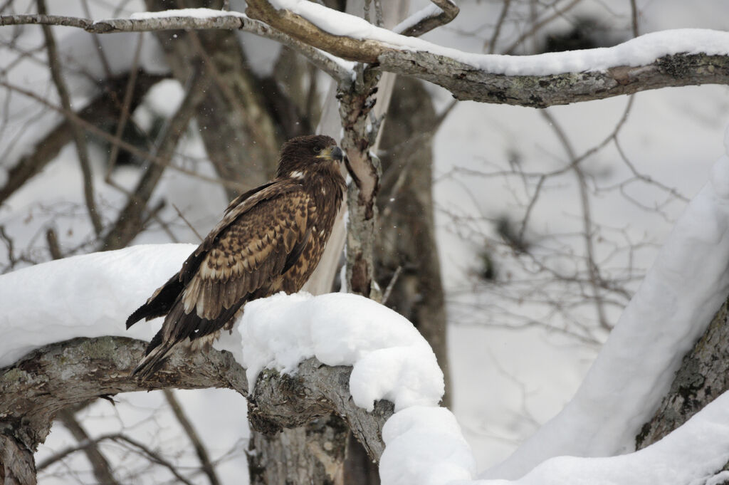 White-tailed Eaglejuvenile, identification