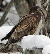 White-tailed Eagle