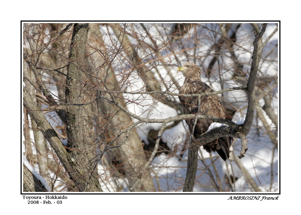 White-tailed Eagleadult post breeding