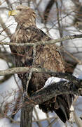 White-tailed Eagle