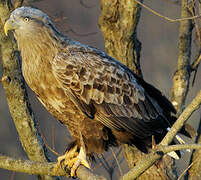 White-tailed Eagle