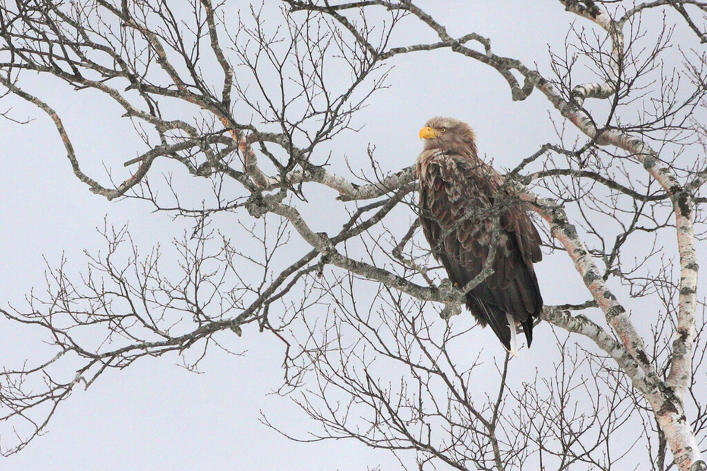 White-tailed Eagleadult