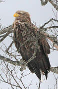 White-tailed Eagle