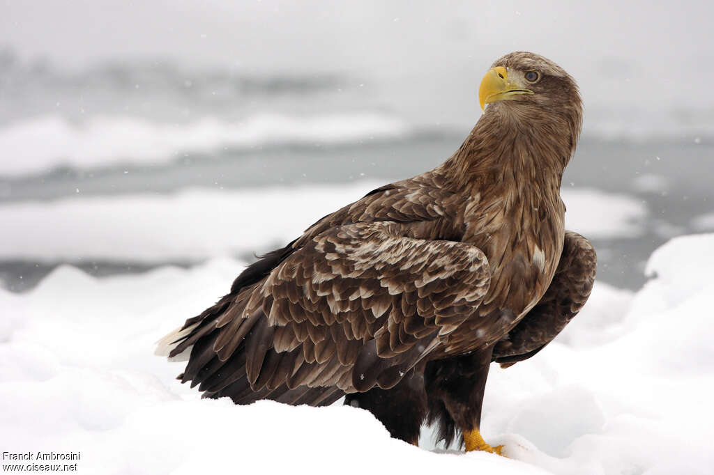 White-tailed Eagleadult, identification