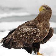 White-tailed Eagle