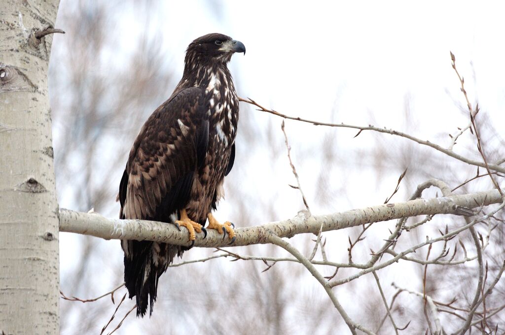 White-tailed EagleFirst year