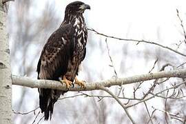 White-tailed Eagle