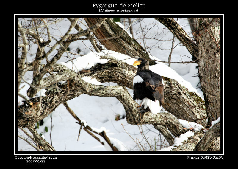 Steller's Sea Eagleadult