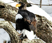 Steller's Sea Eagle