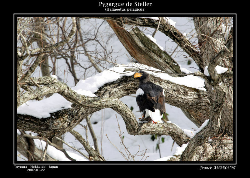 Steller's Sea Eagleadult