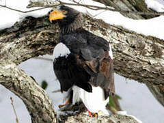 Steller's Sea Eagle