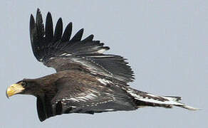 Steller's Sea Eagle