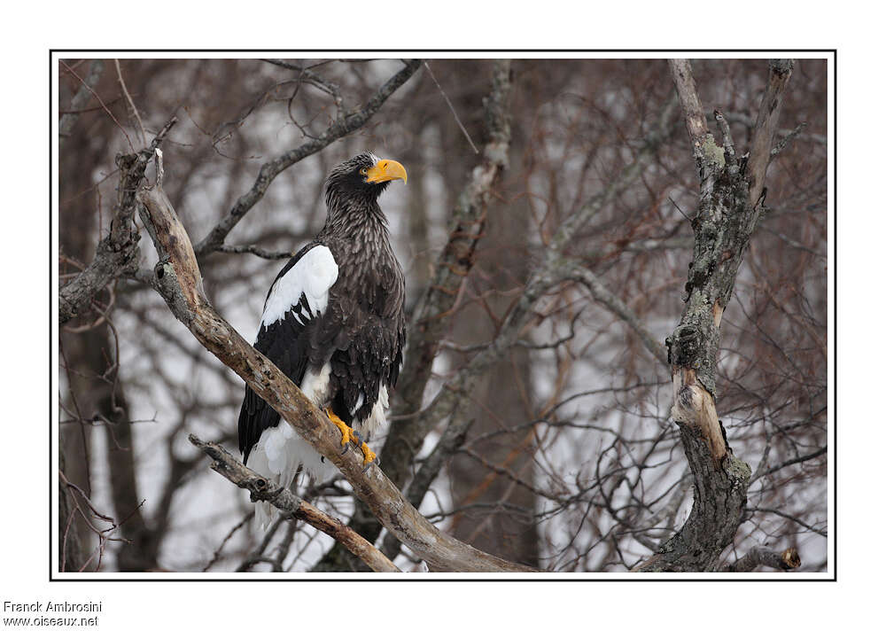 Steller's Sea Eagleadult, habitat, pigmentation