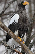 Steller's Sea Eagle