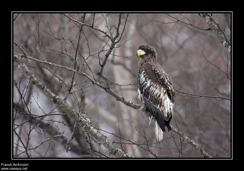 Steller's Sea Eaglejuvenile, identification