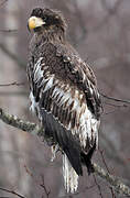 Steller's Sea Eagle