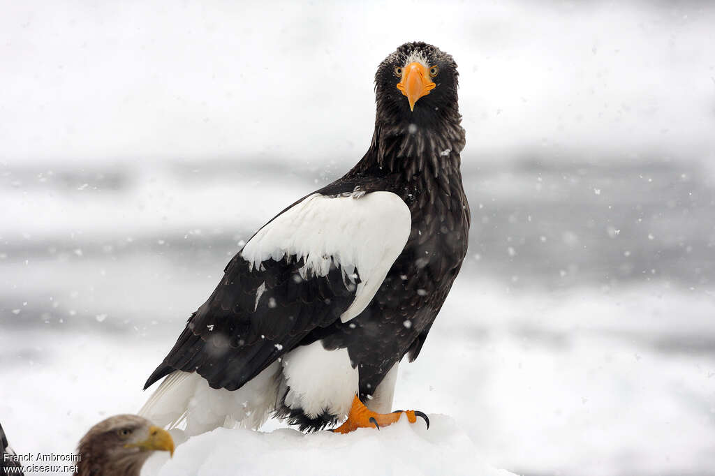 Steller's Sea Eagleadult, identification