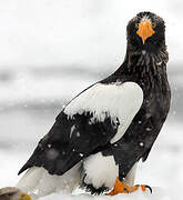 Steller's Sea Eagle