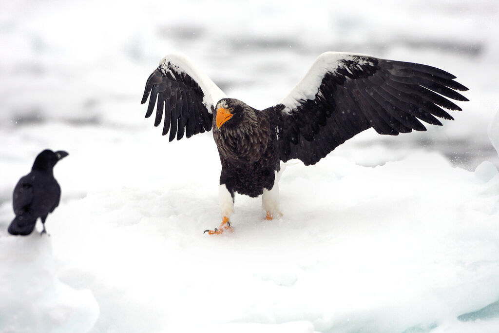 Steller's Sea Eagle