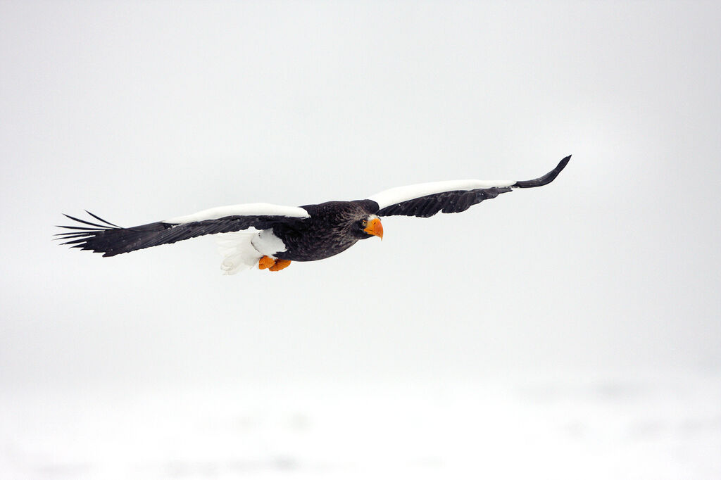 Steller's Sea Eagle