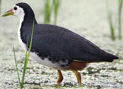 White-breasted Waterhen