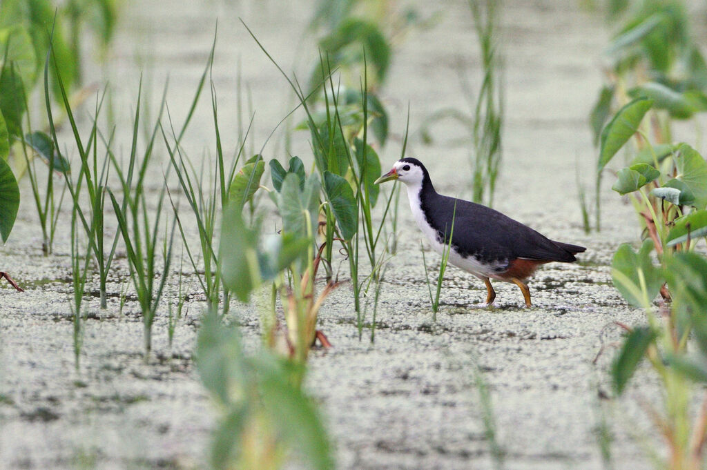 White-breasted Waterhenadult breeding