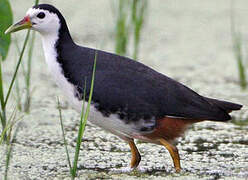 White-breasted Waterhen