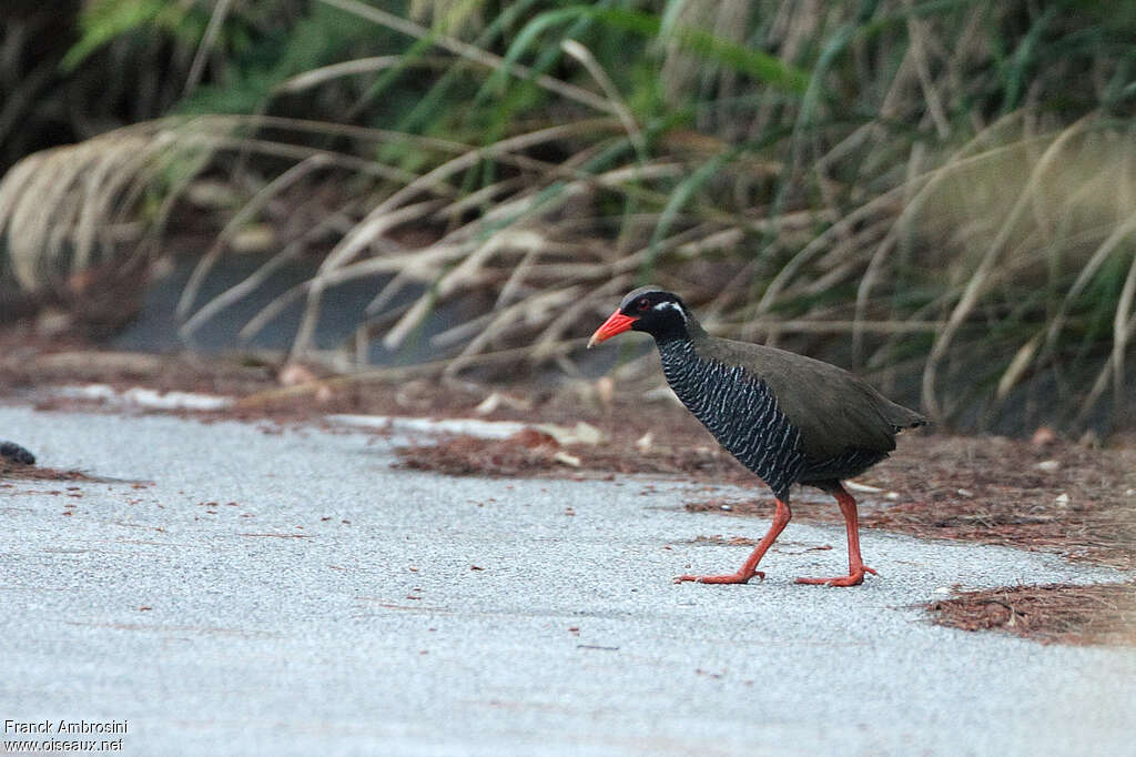 Râle d'Okinawaadulte nuptial, identification